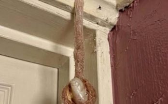 Featured image for The Hidden Architect: Discovering a Mud Dauber Nes