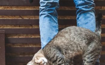 Featured image for When a Cat Rubs Against You, This Is What It Means