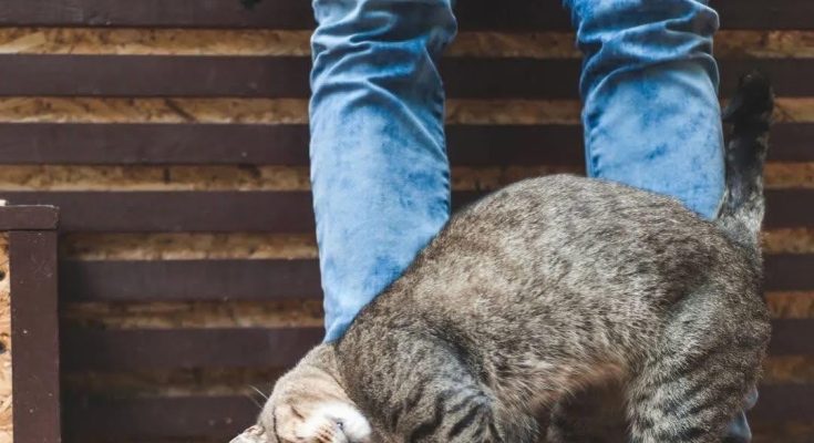 Featured image for When a Cat Rubs Against You, This Is What It Means