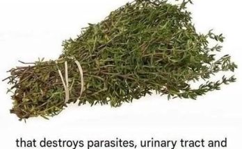 Featured image for THE MOST POTENT HERB THAT DESTROYS PARASITES, URIN