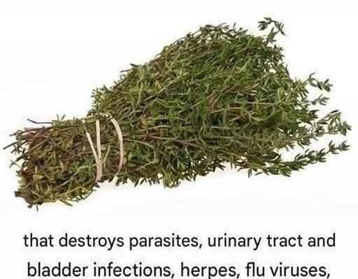 Featured image for THE MOST POTENT HERB THAT DESTROYS PARASITES, URIN
