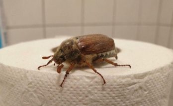 Featured image for What Is This Bug? (And What to Do When You See One