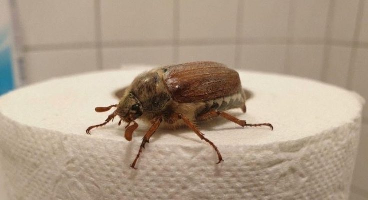Featured image for What Is This Bug? (And What to Do When You See One