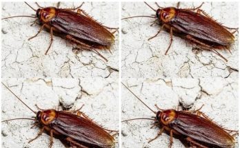 Featured image for Did You Know That If Cockroaches Come to Your Home
