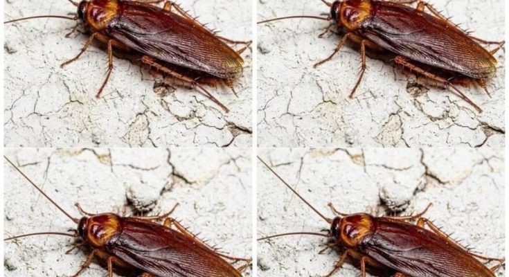 Featured image for Did You Know That If Cockroaches Come to Your Home