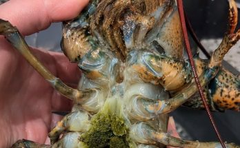 Featured image for The Mystery of Lobster’s "Green Goodies" (And How