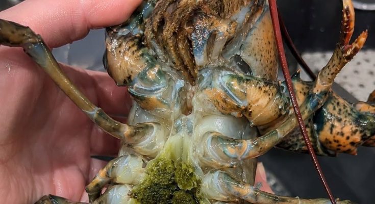 Featured image for The Mystery of Lobster’s "Green Goodies" (And How