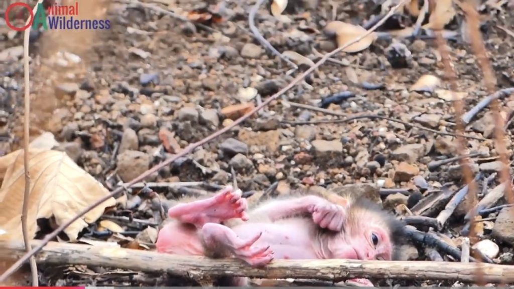 A tiny newborn monkey hanging by a cord after falling from a high tree branch.