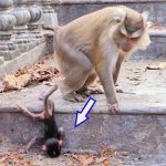 A Mother Monkey and Her Newborn