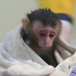 A newborn monkey wrapped in a towel, resting on a checkered mat.