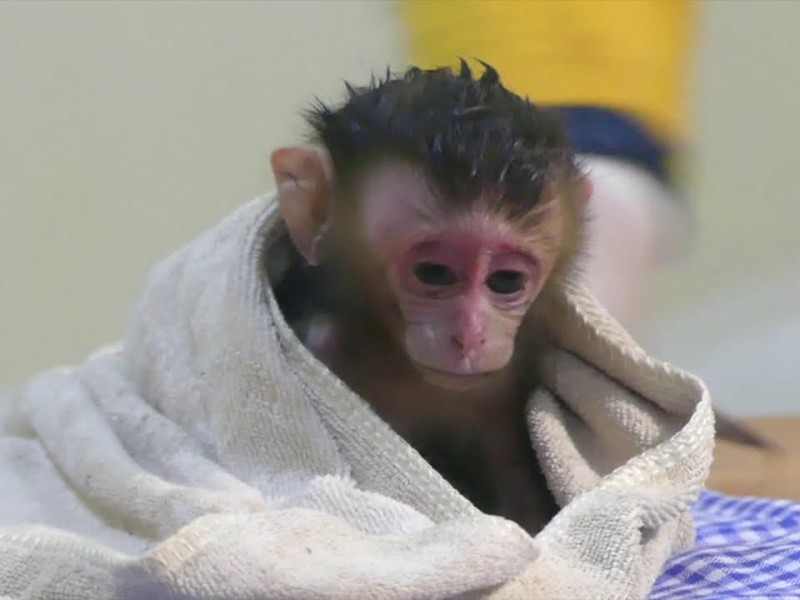 A newborn monkey wrapped in a towel, resting on a checkered mat.