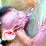 A tiny baby monkey sits on the ground holding a leaf while an adult monkey stays nearby.