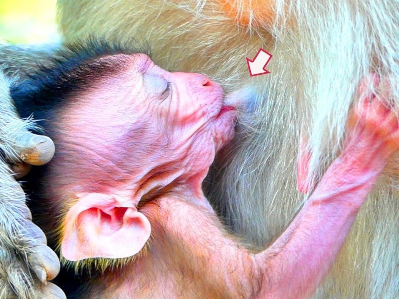 A tiny baby monkey sits on the ground holding a leaf while an adult monkey stays nearby.