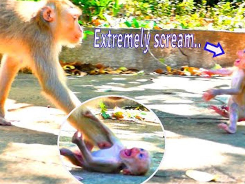 A baby monkey crying and shaking on the ground while the mother walks away.
