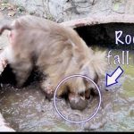 A baby monkey named Rockstar leans over the edge of a large water jar before falling in.