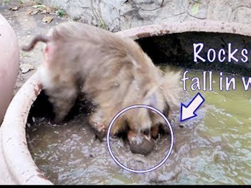 A baby monkey named Rockstar leans over the edge of a large water jar before falling in.