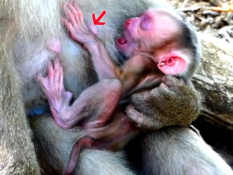 A mother monkey gently holding her newborn baby close to her chest.