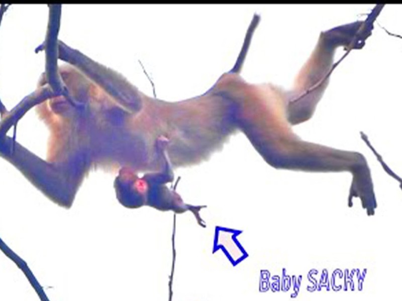 A mother monkey holding baby Sacky in the trees