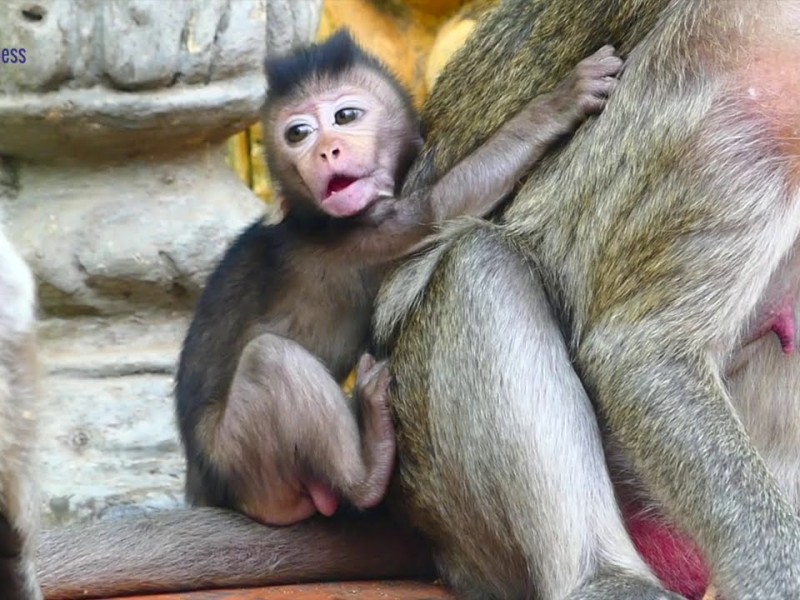 A tiny baby monkey stays close to its mother near ornate stone pillars.