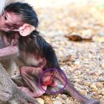 A tiny infant monkey nurses from its mother while sitting on a rocky outdoor surface.
