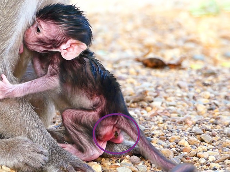 A tiny infant monkey nurses from its mother while sitting on a rocky outdoor surface.
