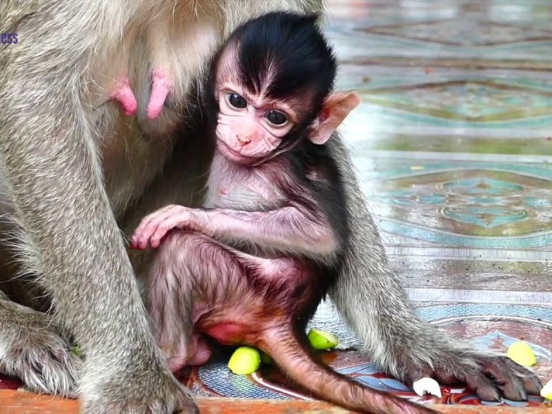 A tiny newborn monkey rests beside its mother.