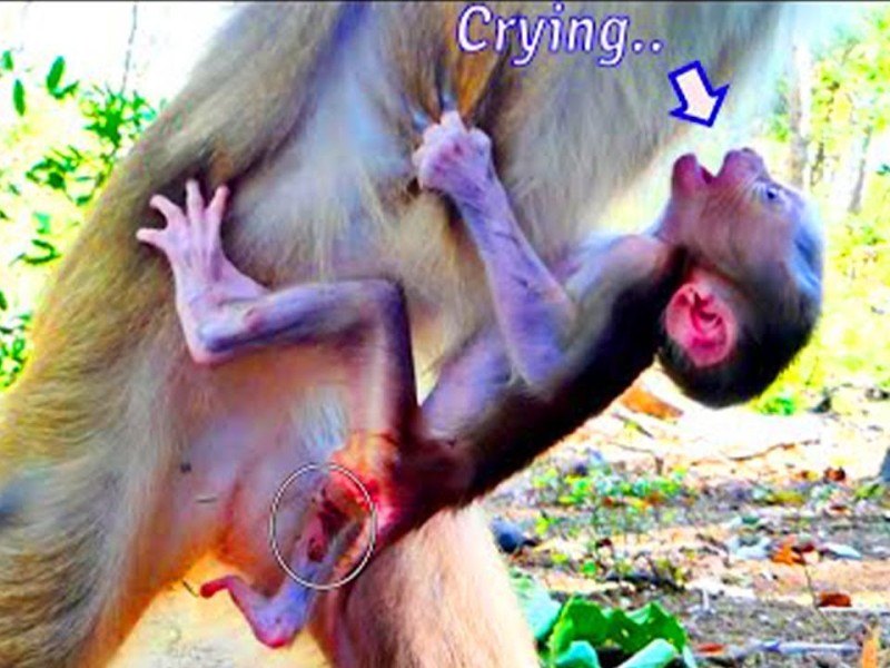 A young monkey holding onto its mother.