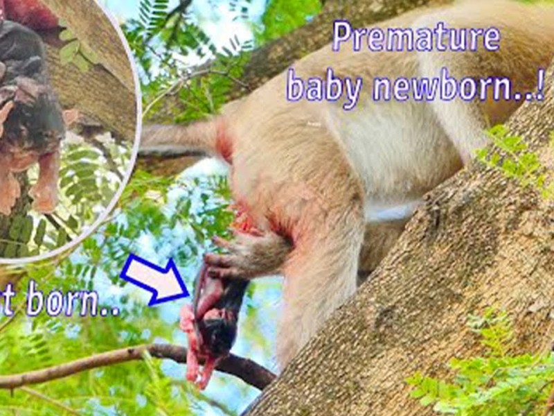 A young monkey named Roby cradles her premature baby in the branches of a tree.