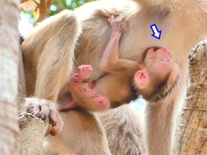 An injured baby monkey named Saro clings to its anxious mother up in a tree.
