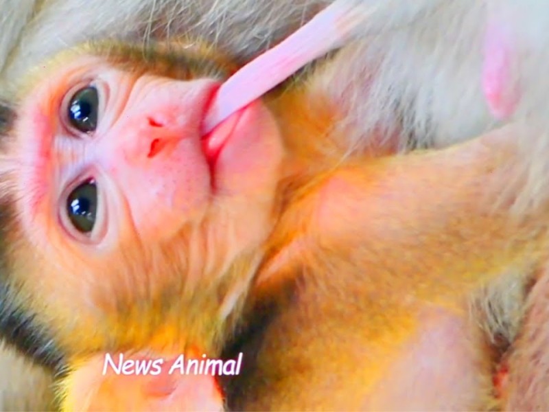 Baby monkey Brody nursing while clinging to his mother