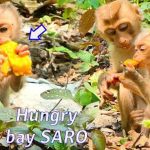 Baby monkey Saro eating mango outdoors.