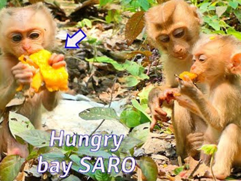 Baby monkey Saro eating mango outdoors.