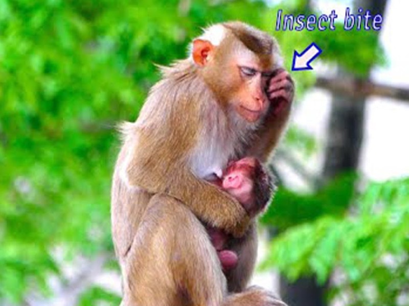 Mother monkey Sarika holding her newborn baby in the trees