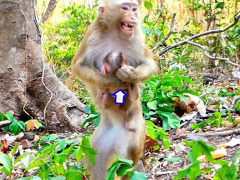 Mother monkey Sarika holding her newborn baby Saro in the forest