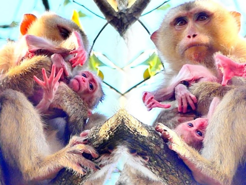 Sarika carefully holding and tending to her newborn baby in the branches.